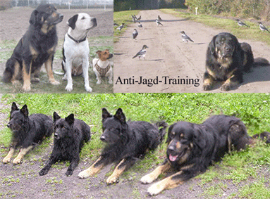 Antijagdtraining www.guterzogen.de Silke Liebisch mobile Hundetrainerin