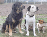 Mobile Hundeschule www.guterzogen.de  Silke Liebisch